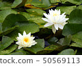 睡蓮 50569113