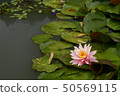 睡蓮 50569115