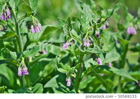 淡紫色的紫草花 50569133
