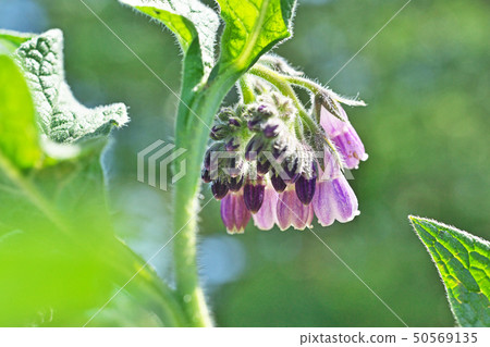 Light purple comfrey flowers 50569135