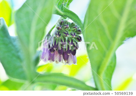 Light purple comfrey flowers 50569139