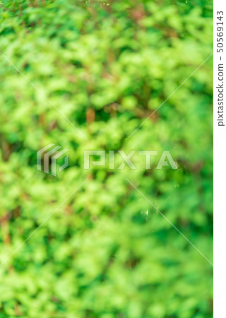 Fresh green 50569143