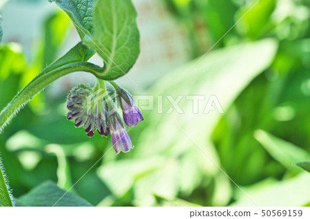 淡紫色的紫草花 照片素材 圖片 圖庫