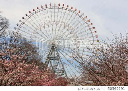 Cherry blossoms at Tenpoyama, Osaka 50569291