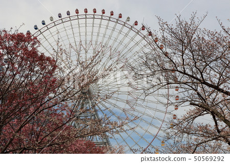 Cherry blossoms at Tenpoyama, Osaka Cherry blossoms at Tenpoyama, Osaka 50569292