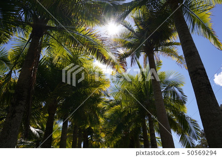 Tropical country 50569294