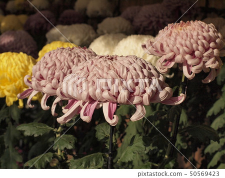 Kikuhana展覽 50569423