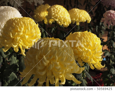 Kikuhana展覽 50569425