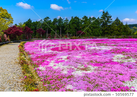 Shibazakura Matsumoto Azalea Gardens [長崎縣大村市] 50569577