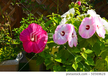 Flower pink and white red american planter Flower pink and white red american planter 50569628