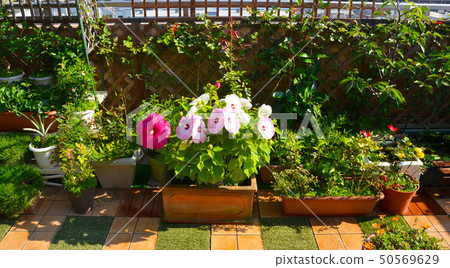 庭院花桃紅色和白色紅色白色和紅色 庭院花桃紅色和白色紅色白色和紅色 50569629