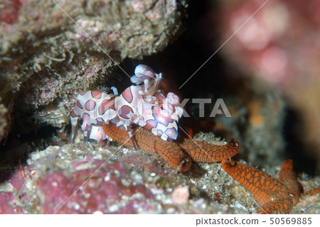 Chrysodon shrimp predatory Chrysodon shrimp predatory 50569885