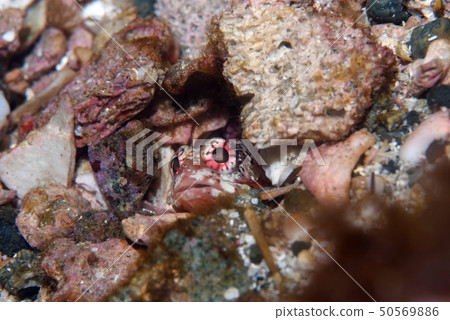 隱藏在礫石中的Jawfish 隱藏在礫石中的Jawfish 50569886