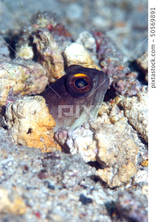 Jawfish（Agomaridae）B隱藏在礫石中 50569891