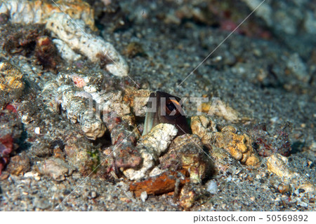 Jawfish（Agomaridae）C隱藏在礫石C中 50569892