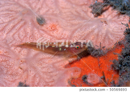 綠眼睛蝦虎魚伴侶 50569893