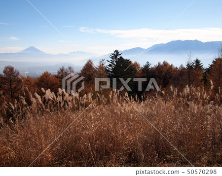柿子，柿子，富士山 50570298