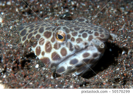 Sandy from the sands 50570299