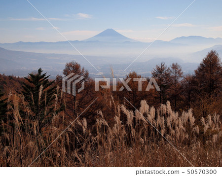 柿子，柿子，富士山2 50570300