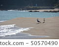 Takeokan Beach, Toyooka City, Hyogo Pref. Taken in early September when there is transparency and many tourists visit 50570490