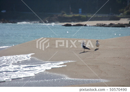Takeokan Beach, Toyooka City, Hyogo Pref. Taken in early September when there is transparency and many tourists visit 50570490