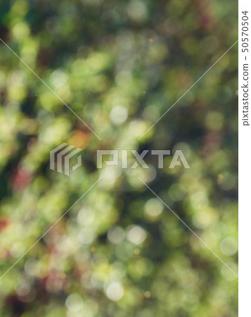 Abstract forest bokeh background, stray focus 50570504