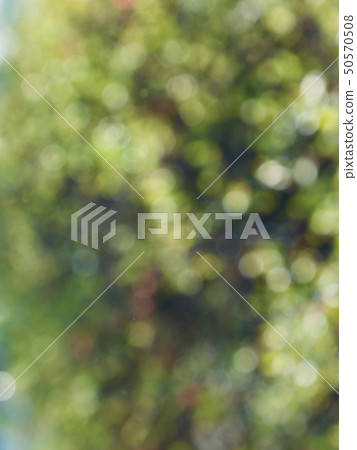 抽象森林bokeh背景,離群焦點 抽象森林bokeh背景,離群焦點 50570508