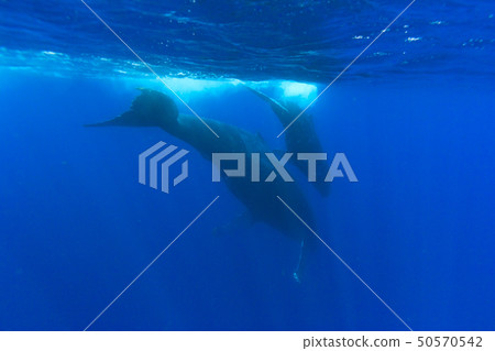 Parents of humpback whales swimming in the blue sea 50570542
