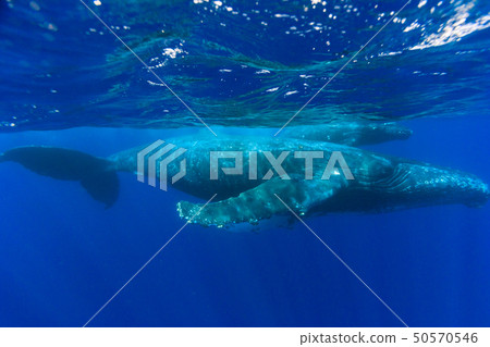 Parents of humpback whales swimming in the blue sea 50570546