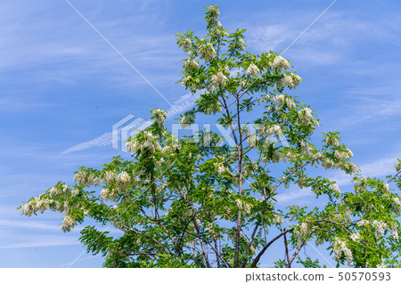 Acacia flower spring 50570593