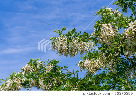 Acacia flower spring Acacia flower spring 50570599