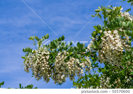 Acacia flower spring Acacia flower spring 50570600