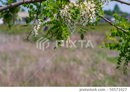 金合歡花春 金合歡花春 50571027