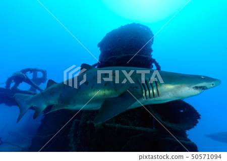 在潛水艇附近游泳的白色鱷魚小笠原 在潛水艇附近游泳的白色鱷魚小笠原 50571094