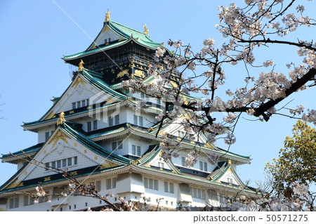 Cherry blossoms at Osaka Castle Cherry blossoms at Osaka Castle 50571275