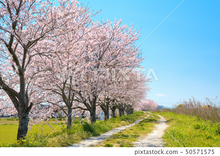 春天風景櫻花樹 春天風景櫻花樹 50571575