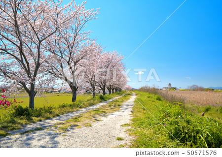 春天風景櫻花樹 春天風景櫻花樹 50571576