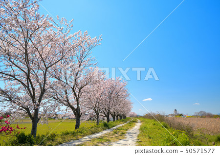春天風景櫻花樹 春天風景櫻花樹 50571577