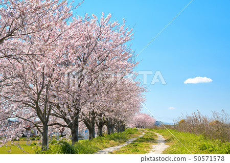 春天風景櫻花樹 春天風景櫻花樹 50571578