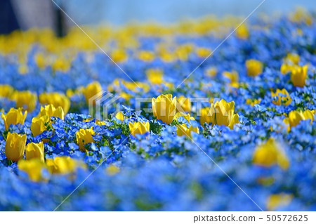 nemophila和黃色鬱金香的合作 50572625