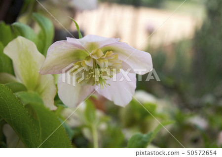 聖誕玫瑰半雙 50572654