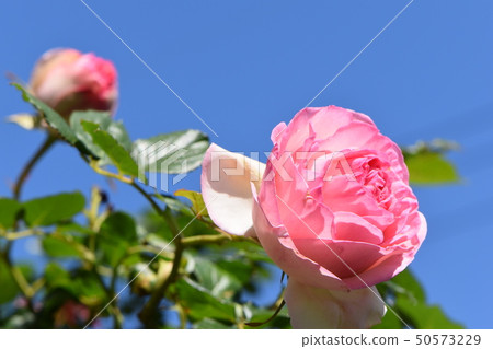 Rose flower shines in spring blue sky Rose flower shines in spring blue sky 50573229