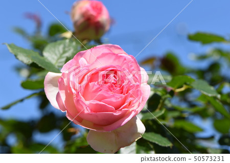Rose flower shines in spring blue sky Rose flower shines in spring blue sky 50573231