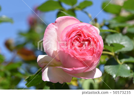 Rose flower shines in spring blue sky Rose flower shines in spring blue sky 50573235