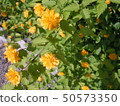 Yaeyama buki 1 50573350
