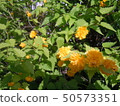 Yaeyama buki 2 50573351