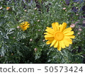 Spring chrysanthemum flower 2 50573424