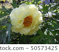 Yellow peony 50573425