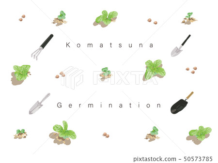 Komatsuna的萌芽例證05 50573785