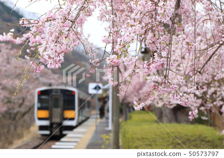 Mizugori Line "Spring Cherry Blossoms at Yakiyama Station" Mizugori Line "Spring Cherry Blossoms at Yakiyama Station" 50573797